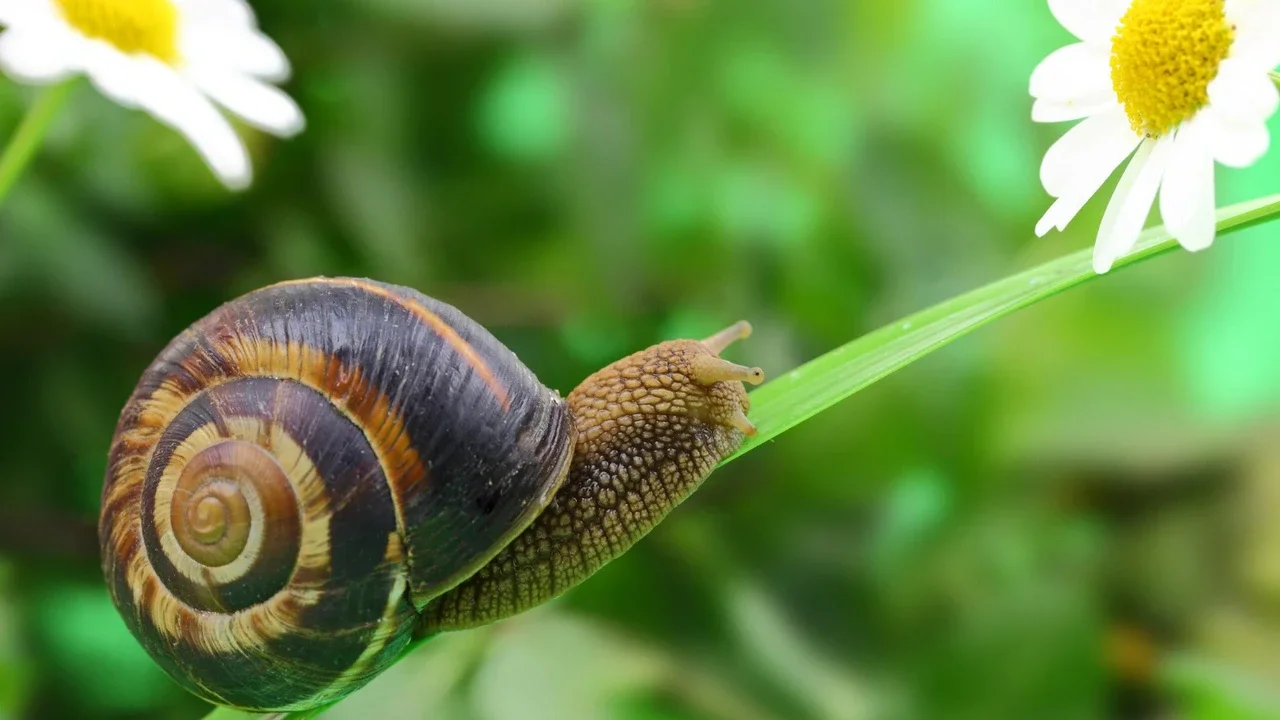 Lumache in giardino